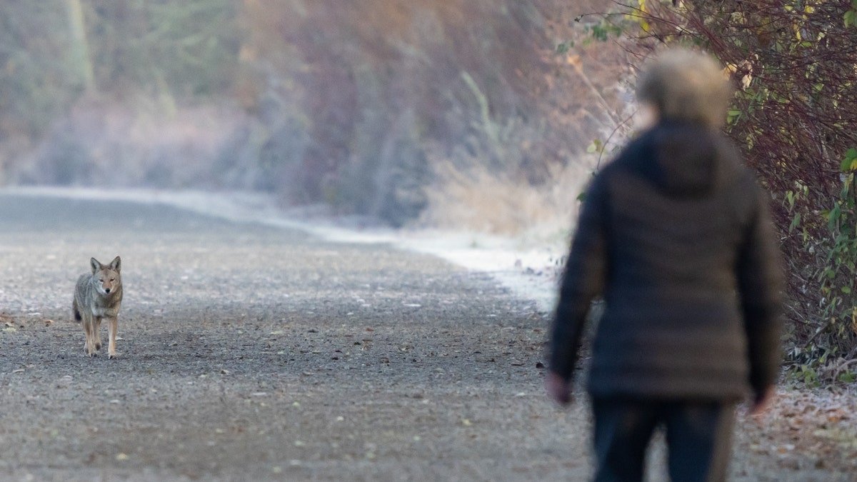 A woman meets a coyote on a road