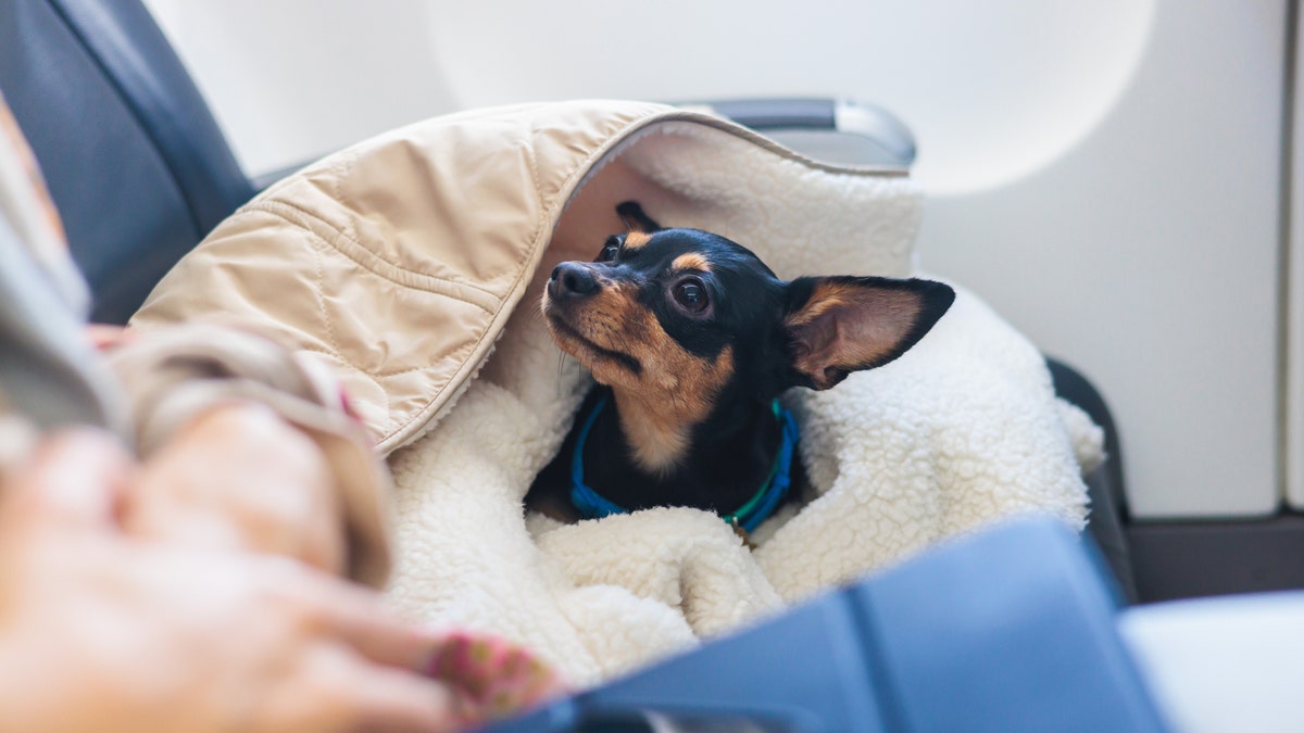 Dog in the aircraft cabin near the window during the flight, concept of travelling and moving with pets, small black dog sitting in the pet carrier bag, travel or relocation with dog by airplane