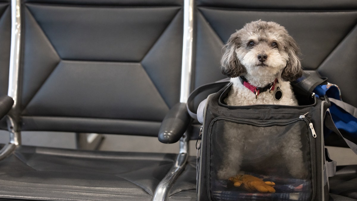 A small dog sitting in an airline travel carrier in a row of airport seats