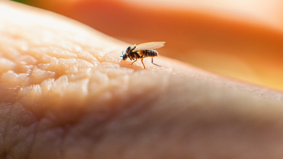 Photo of a midge bug close up