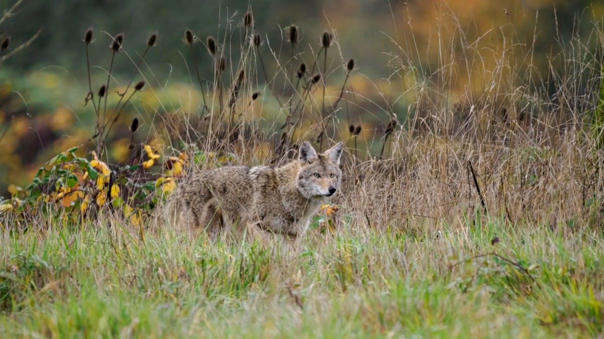 Coyote mixed with brush