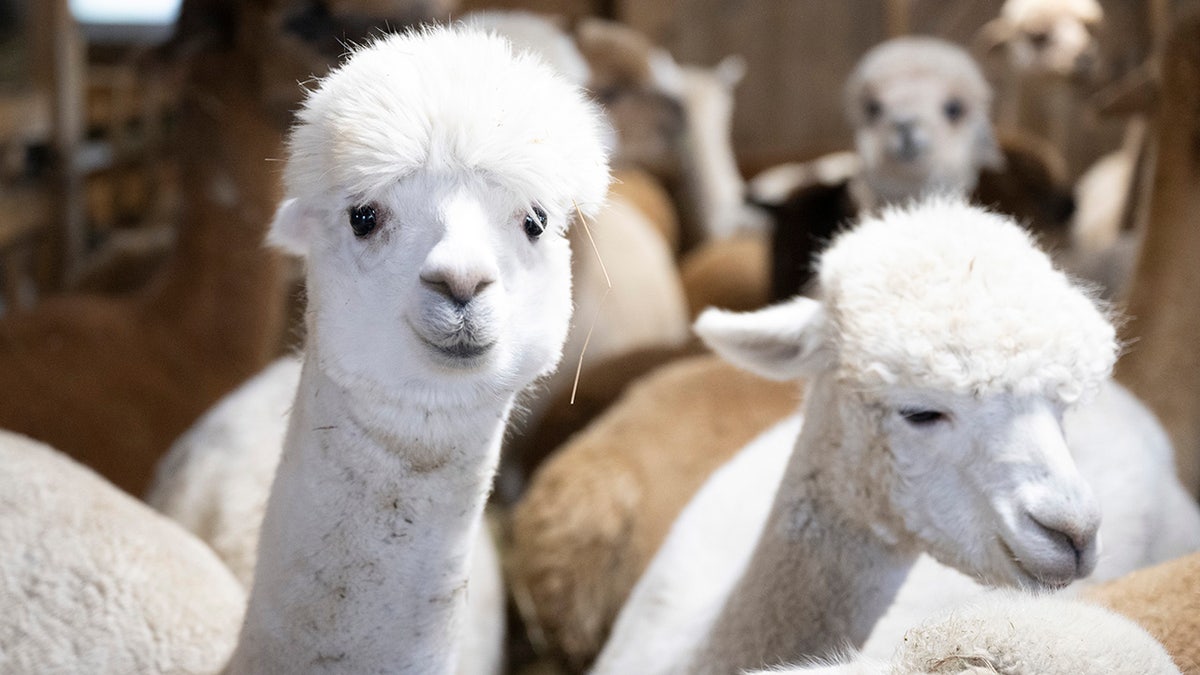 White alpacas looking at the camera