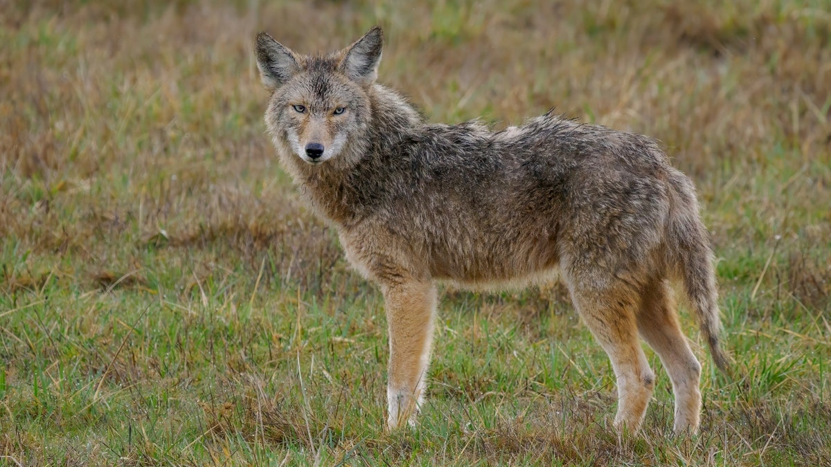 A coyote in nature