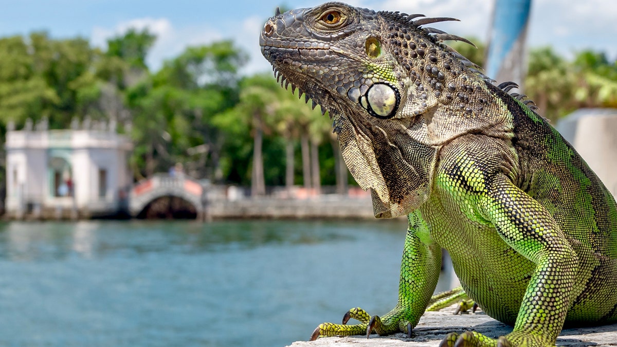 An iguana is in front of a colonial building in front of the sea in Florida.