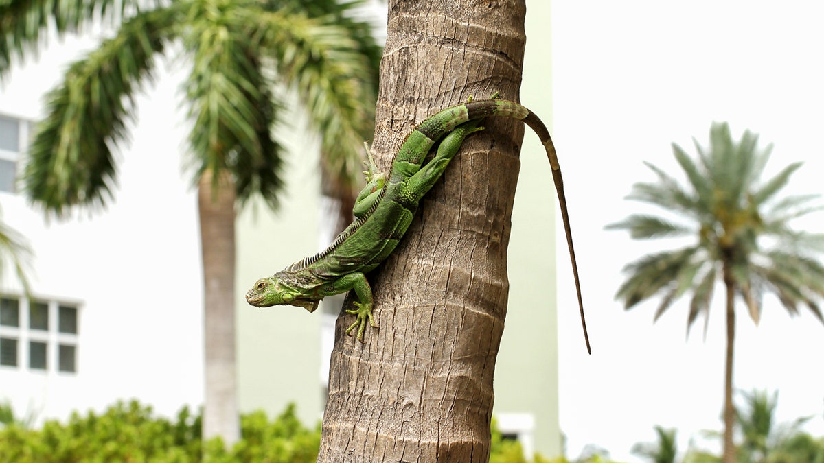 A regular green iguana can be seen on a palm tree in a residential area in Florida.