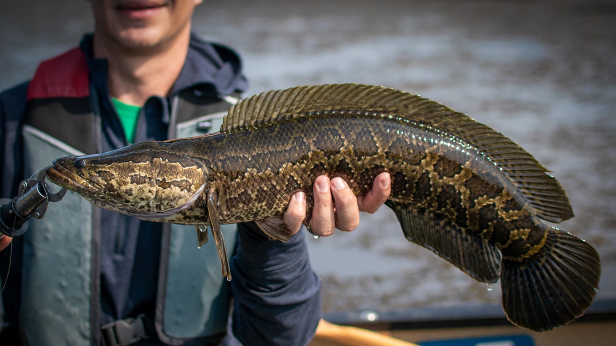 A fisherman holds a northern snake head.