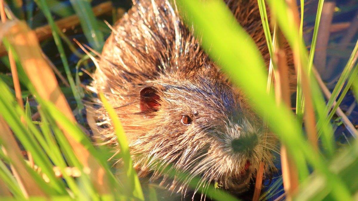 A nutria, known as "Myocastor coypus," is seen up close.