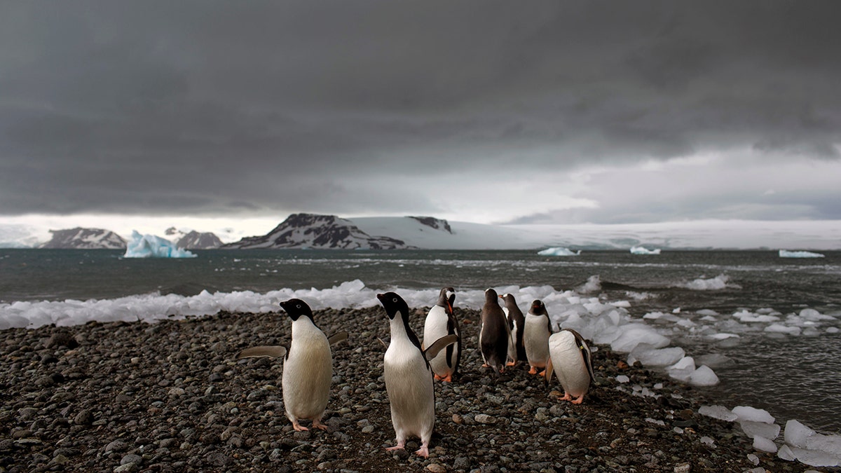 The penguins walk on the shore