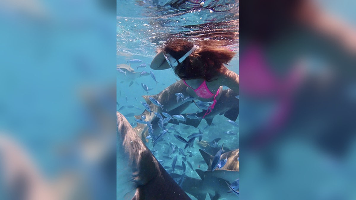 Sharks approach snorkeler in Maldives
