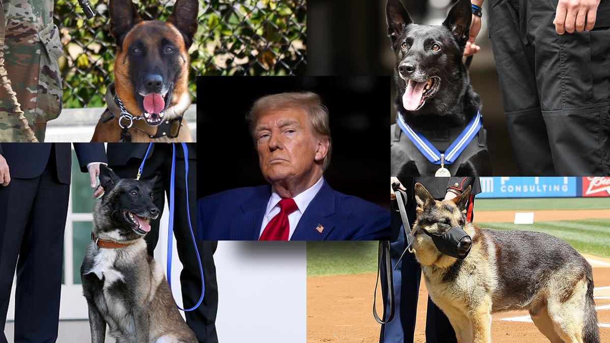 Trump e quatro cães de trabalho militar