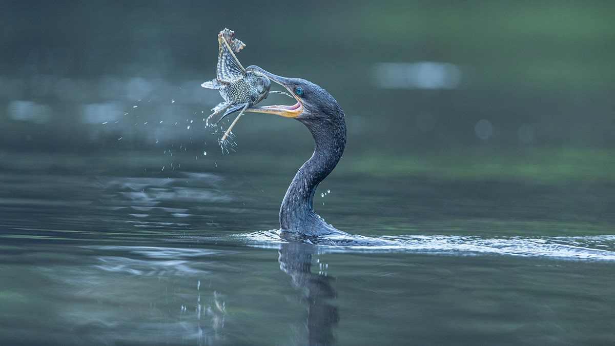 A bird catches a fish in its mouth into a body of water.