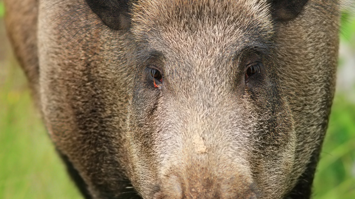 A portrait of a wild boar.