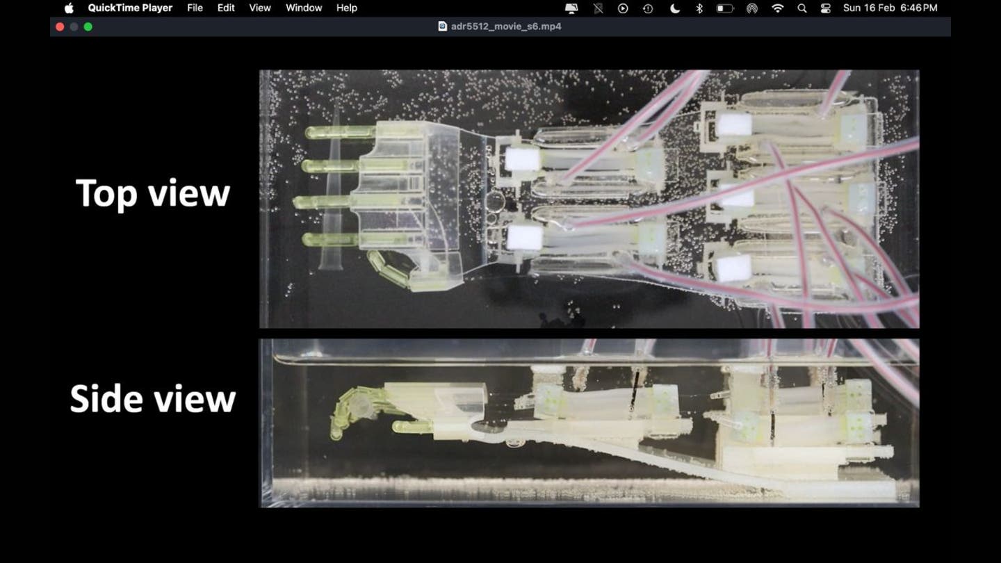 3 the 2025 terminator lab grown muscle brings biohybrid robot hand to life