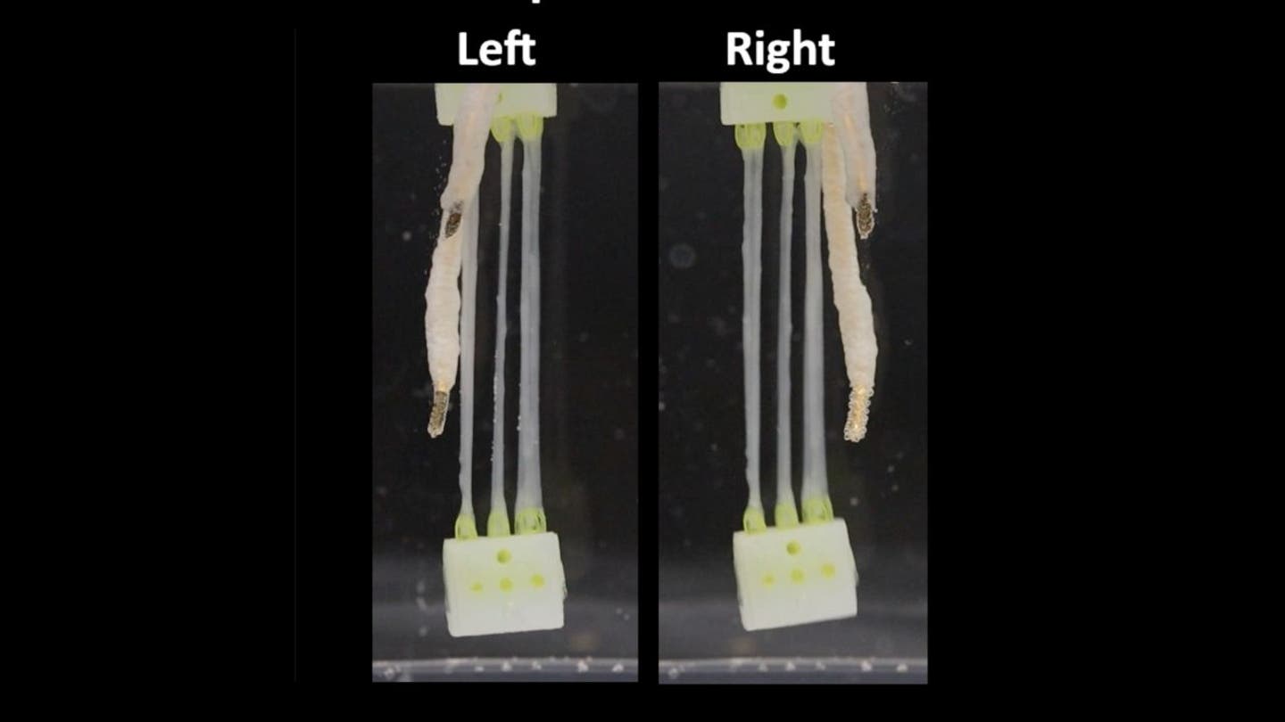 4 the 2025 terminator lab grown muscle brings biohybrid robot hand to life
