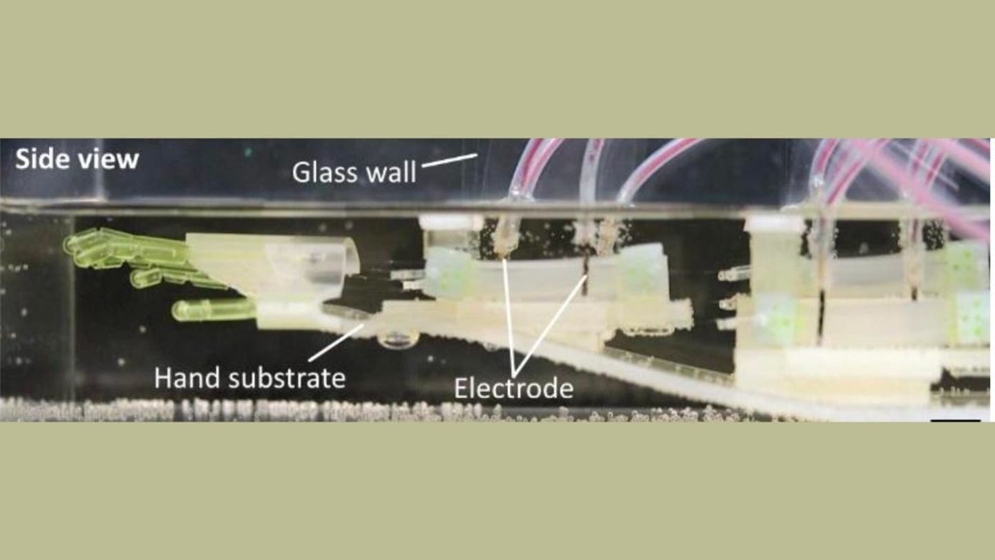 5 the 2025 terminator lab grown muscle brings biohybrid robot hand to life