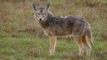 A Coyote - Canis Latrans - standing in a green grass field in Western Washington State.