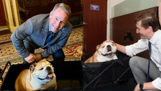 Babydog bridges 'pawtisan' divide in the Senate on social media: 'She knows no political bias'