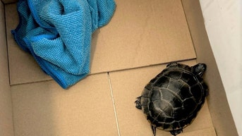 TSA finds man with a live turtle concealed in his pants at a New Jersey airport - Fox News