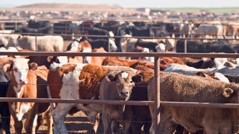New screwworm case detected by Mexico closest to US border since outbreak began in cattle ranches