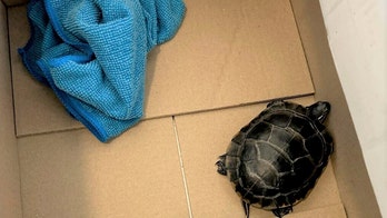 TSA finds man with a live turtle concealed in his pants at a New Jersey airport