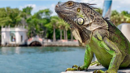 Over 5,000 cold-stunned iguanas removed in two days during state's record freeze