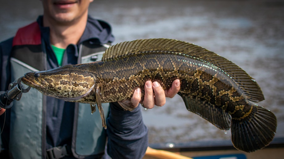 Invasive fish competition returns for certain anglers 
