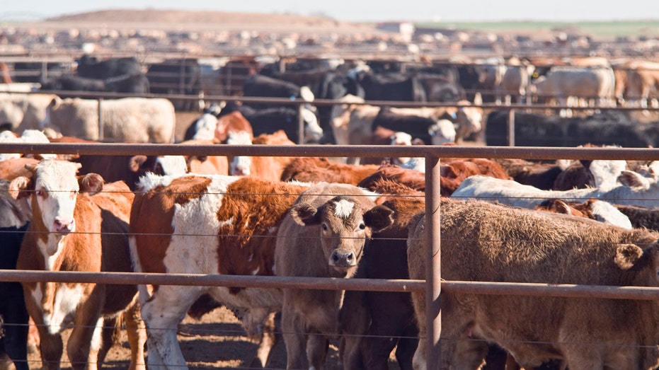 New screwworm case detected by Mexico closest to US border since outbreak began in cattle ranches