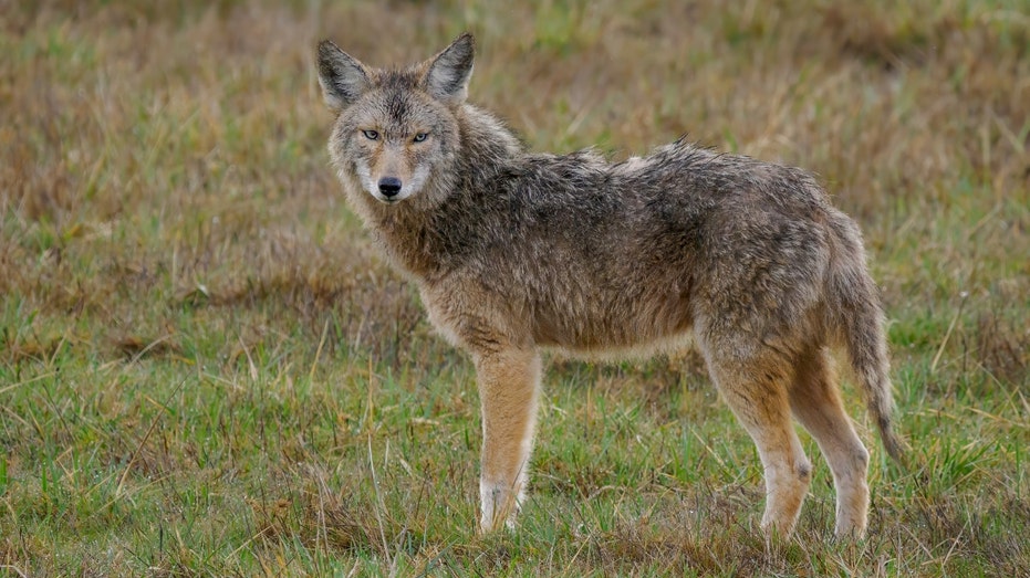 Viral wildlife video captures coyote launching itself into the air to snatch a pear off a tree