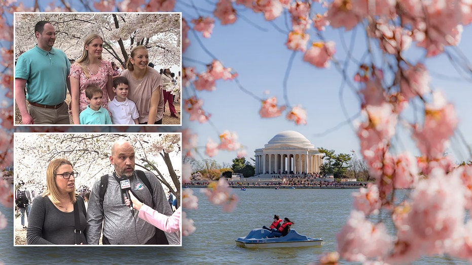 Tourists question if simple act is 'illegal' amid cherry blossom season