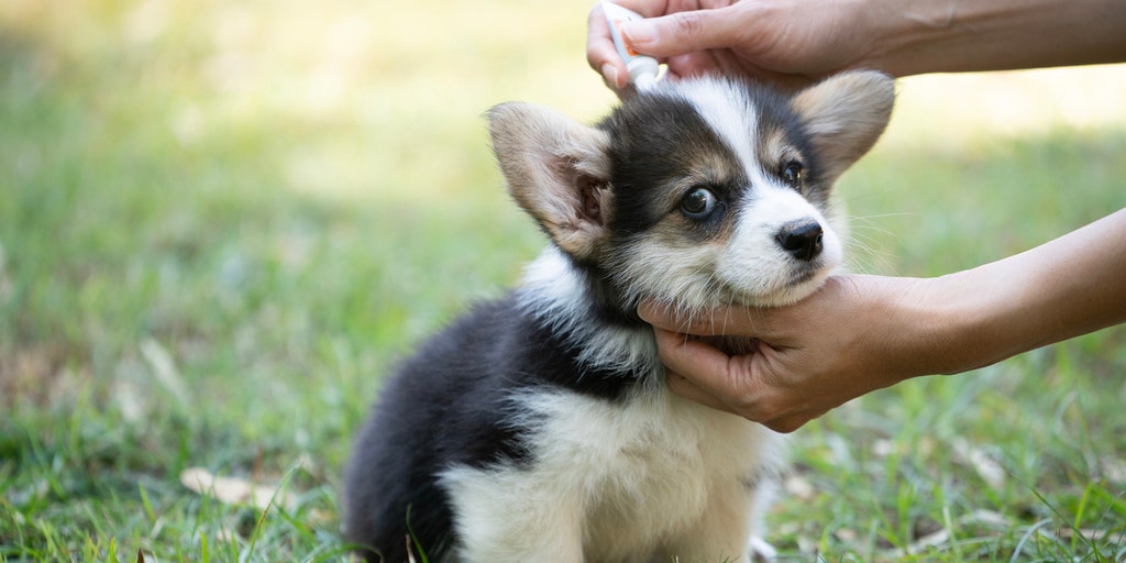 Prepare your pets for warmer weather with these flea, tick and allergy medications