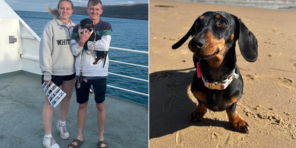 Mini dachshund who escaped owners 1 year ago continues to evade capture on remote island