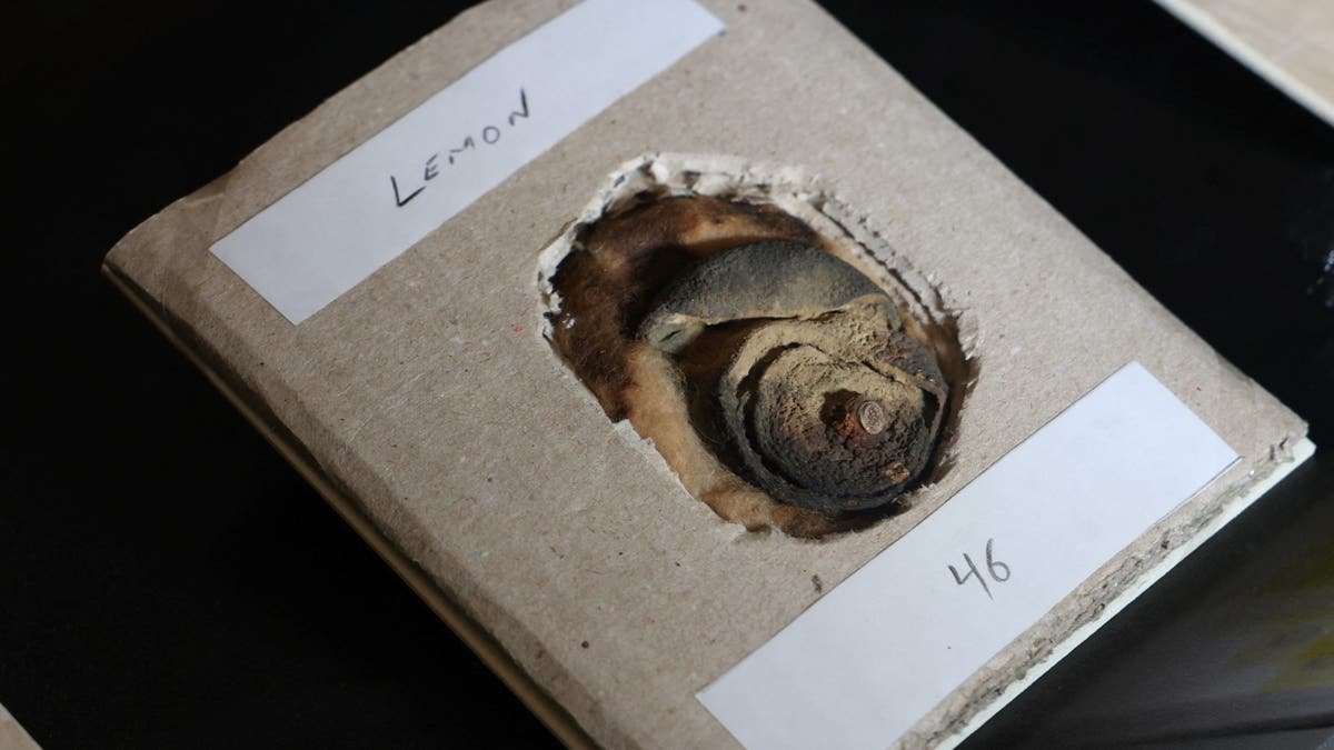 m15 museum 110-year-old lemon is on display in London.
