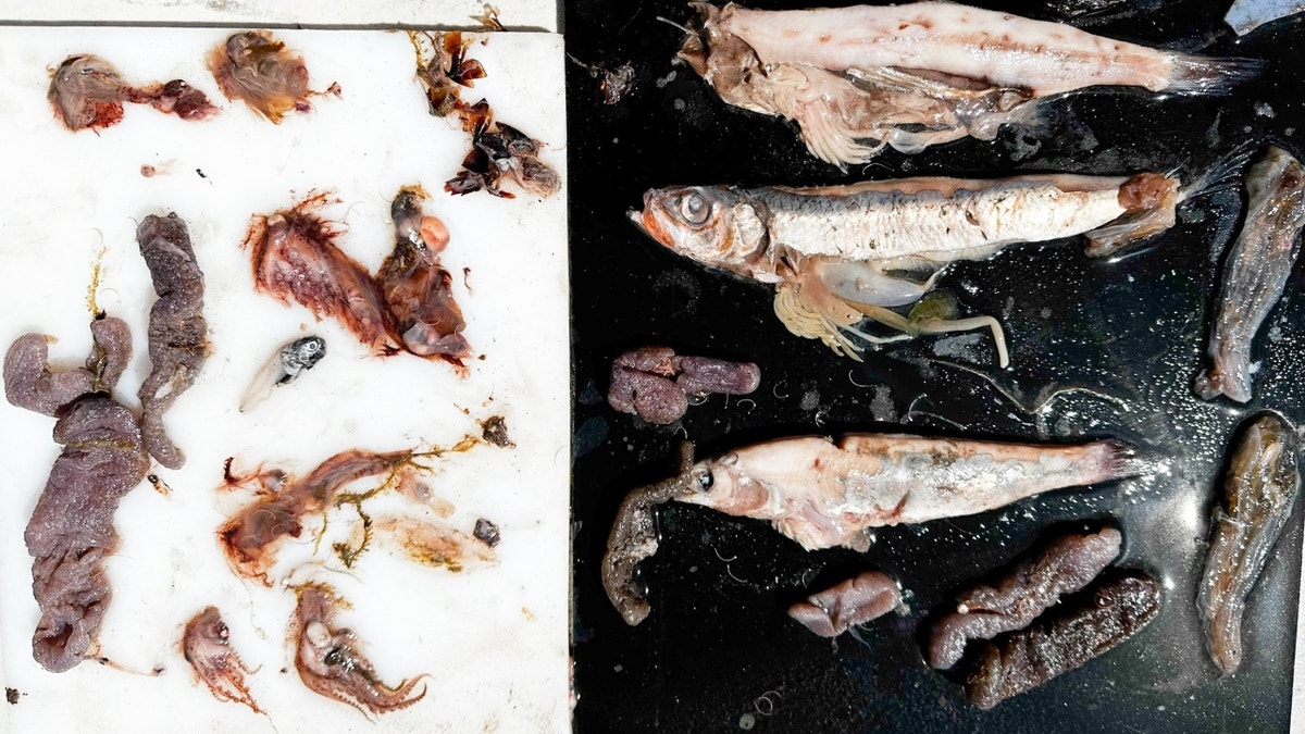 Contents of uncommon  fish's stomach, dormant   fish
