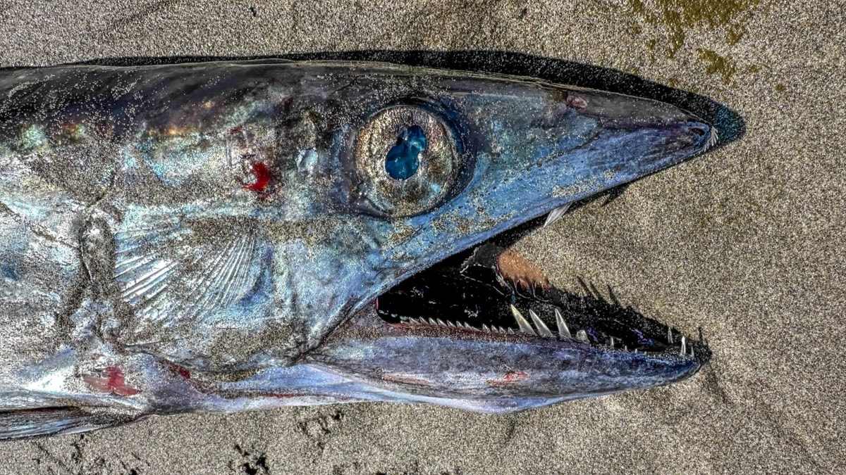 Close-up of dormant   fish's face