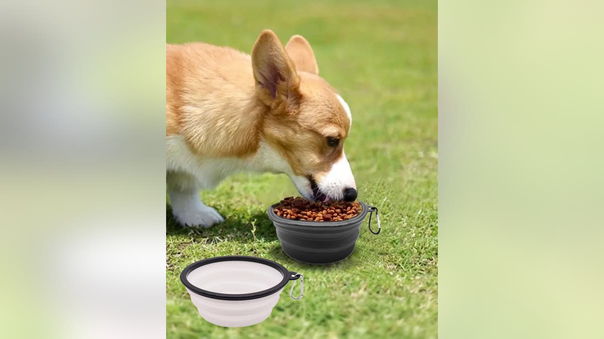 Keep your pup hydrated and well-fed when you're on the road. 
