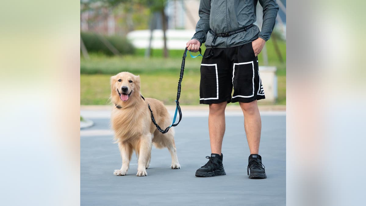Walk your dog more easily with a hands-off dog leash.?