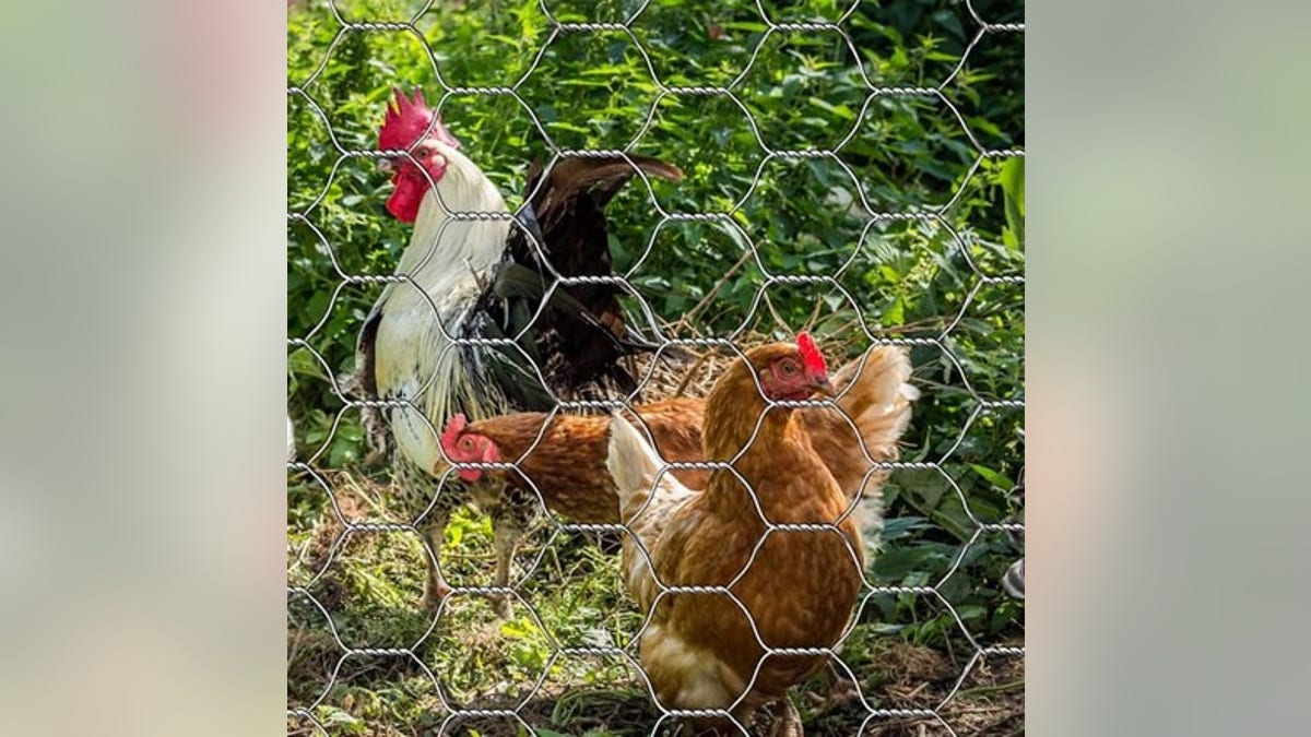 Chicken wire keeps your chickens safe.?