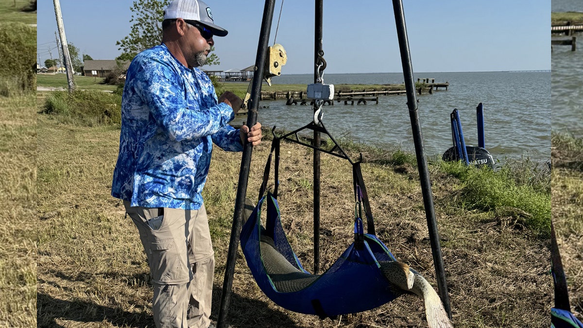 alligator gar fish possible world record
