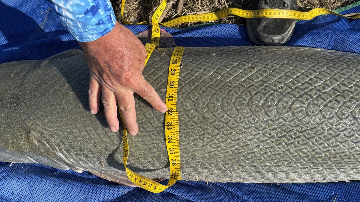 alligator gar fish possible world record