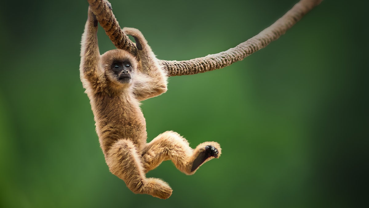 Authorities discovered a spider monkey