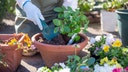 Amazon Haul weekly deals: Save on gardening accessories, travel gear and fashionable shorts