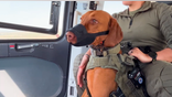 Border K-9 acclimates to flying in Texas DPS helicopter.