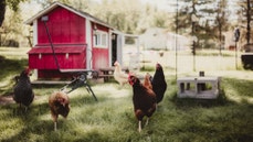 Everything you need to build your own chicken coop - Fox News
