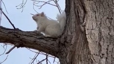 'Super rare' albino squirrel spotted on golf course: 'Keep an eye out'