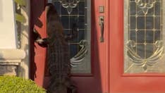 Florida doorbell camera captures alligator up on hind legs, 'knocking' on door