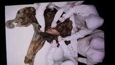 'Well-preserved' baby mammoth dating back to Ice Age dissected by scientists: photos
