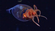 Rare colossal baby sea creature caught on camera for the first time