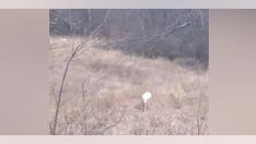 Extremely rare 'albino' deer spotted by family driving home on back roads