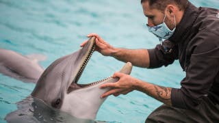 Google working to decode dolphin communication using AI