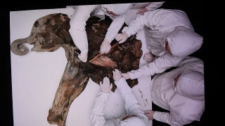 'Well-preserved' baby mammoth dating back to Ice Age dissected by scientists: photos